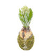 Hyasintti lumihuurteella/sammal alustalla 20cm
