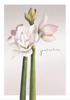 Postcard amaryllis