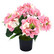 Hydragea pink