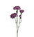Carnation branch violet