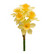 Narcissus branch yellow
