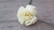 Carnation white