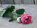 Ranunculus pink