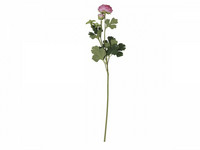 Ranunculus pink
