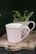 Mug Mynte English Rose