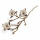 Magnoliaoksa valkoinen huopaa 60cm