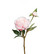 Pionbranch lightpink