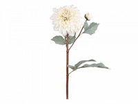 Fleur Dahlia