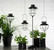 Solarlight