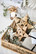 Star large