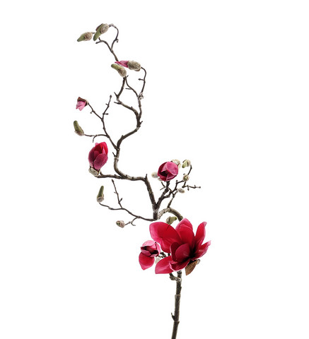 Magnolia 135cm
