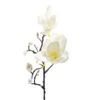 Magnolia 60cm