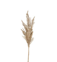 Pampaheinä 80cm