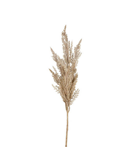 Pampaheinä 80cm