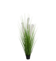 Tupsuheinä ruukussa 120cm