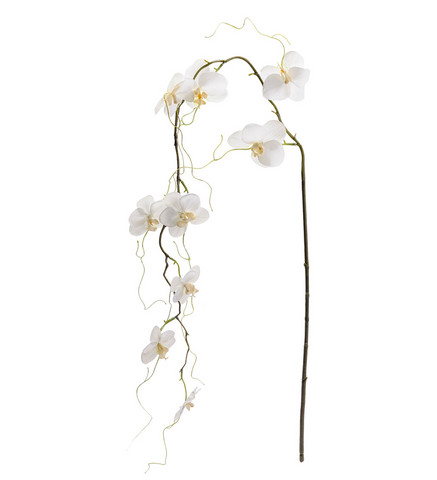 Perhoskämmekkä  120cm