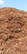 Autokuorma 10m³, kuorikate (ruskea, murskattu, männyn)