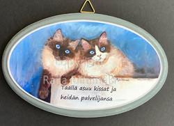 Ovikyltti,  Ragdollit