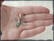 Hopeariipus Kolibri