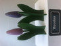 F28 Pikku tulppaanit lila ja violetti