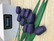 F95 violetit tulppaanit 9kpl