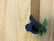 N88 Aarikan siniset lintu servettirenkaat