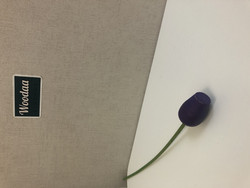 F169 Johan Puu purple tulip
