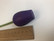 F169 Johan Puu violetti tulppaani
