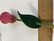 F192 Aarikka's pink tulip