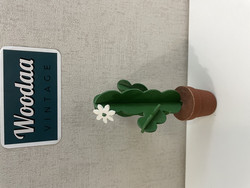 F246 Johan Puu cactus