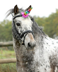 Qhp Unicorn horn