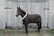 Kentucky Show rug, brown