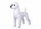 Starzclub mallikoira trimmaukseen. Bichon frise