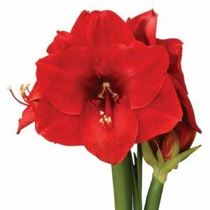 Amaryllis punainen