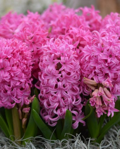 Pink Pearl