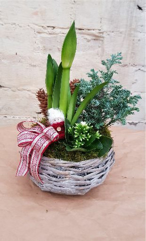 Amaryllis 5 Valkoinen