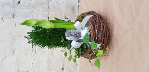 Amaryllis 4 Valkoinen
