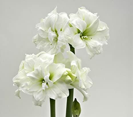 Amaryllis valkoinen kerrottu kukka