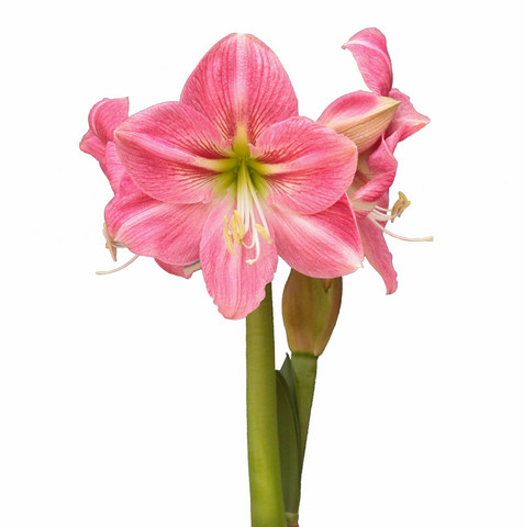 Amaryllis vaaleanpunainen
