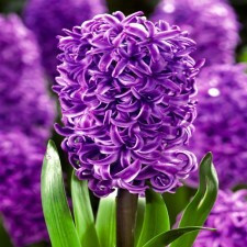 Purple Sensation