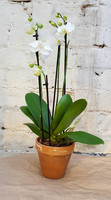 Orkidea 3 vanaa