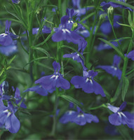 Riippalobelia