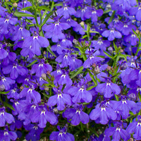 Lobelia