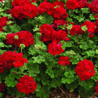 Pensaspelargonit