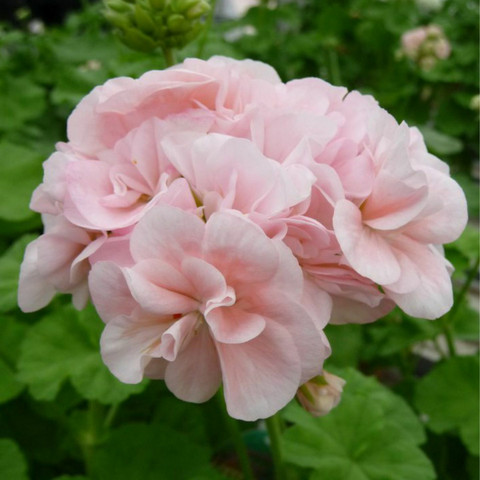 Vanhanajan pelargonit