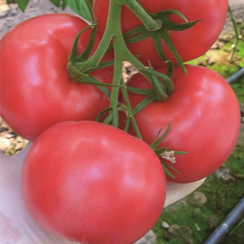 Tomaatti Tomimaru Mucho