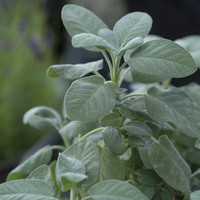 Ryytisalvia