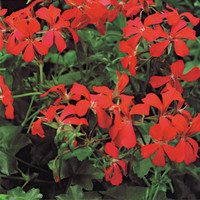 Riippapelargoni