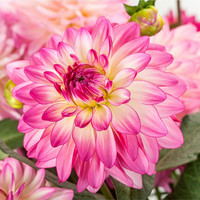 Dahlia Collection