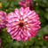 Grandalia Rose Bicolor